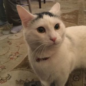 Meet your Posher, Jesse